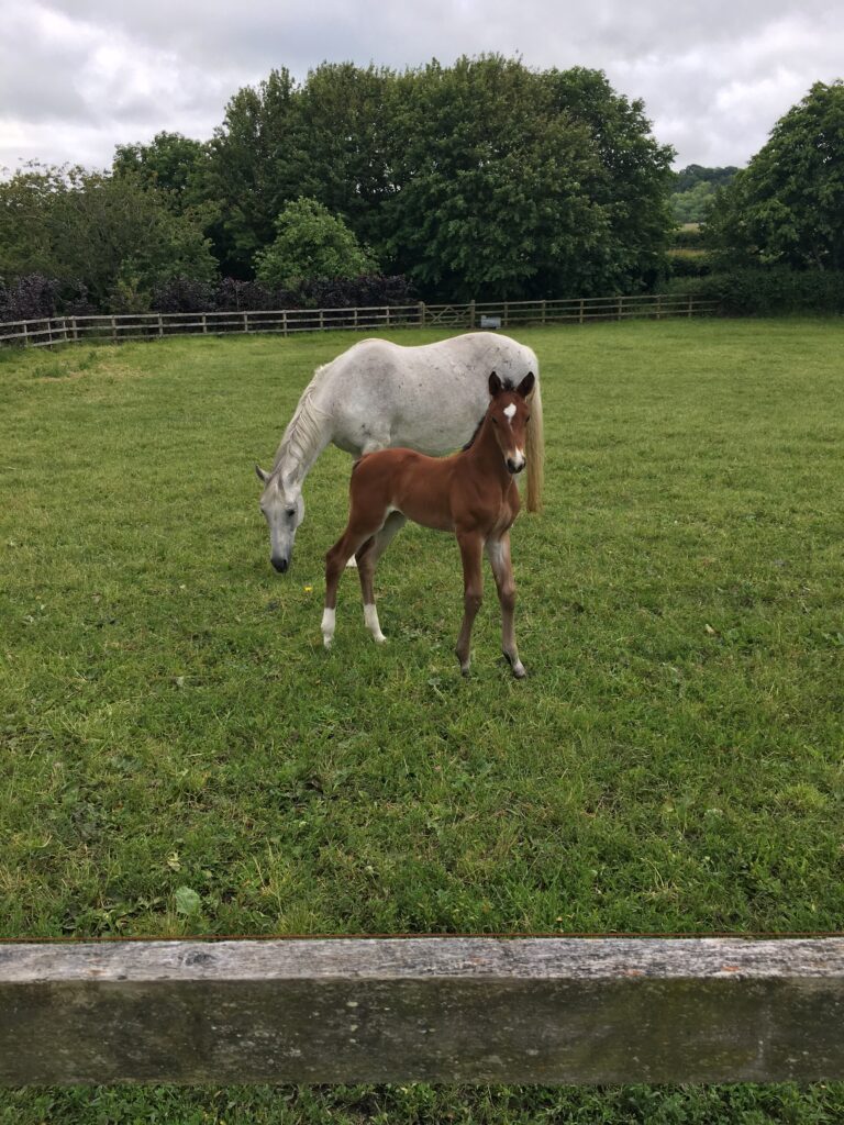 horses